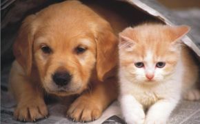 Picture for category Pet Flea & Tick Medicines