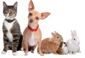 Picture for category Pets