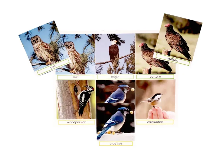 Match the Photos, Bird Groups