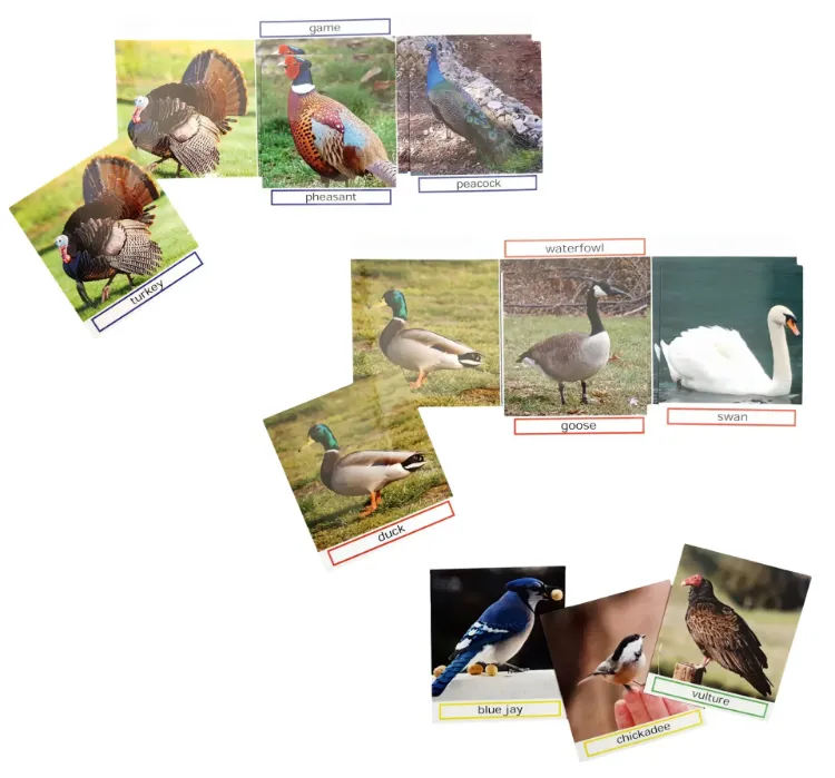 Match the Photos, Bird Groups