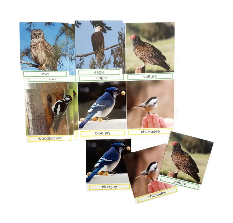 Match the Photos, Bird Groups