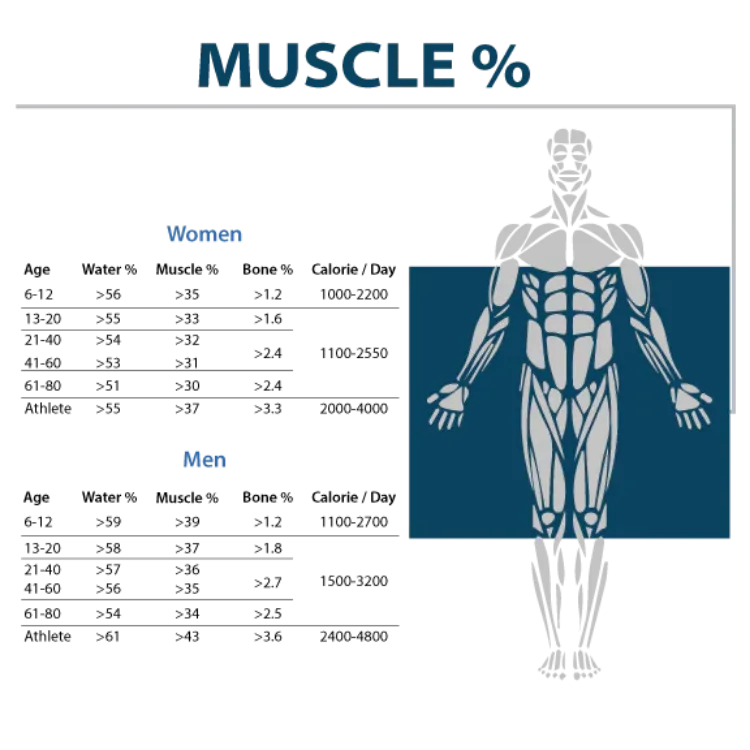 Glass Lithium Body Fat Scale